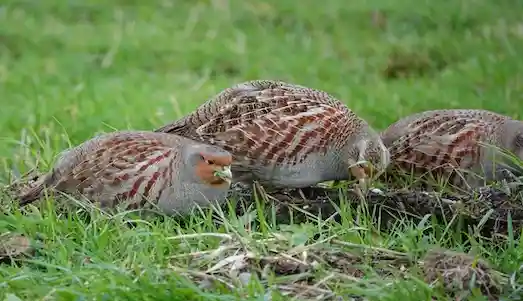 Çil Keklik - Özellikleri ve Ekosisteme Katkısı 3 Çil Keklik doğal yaşam alanı