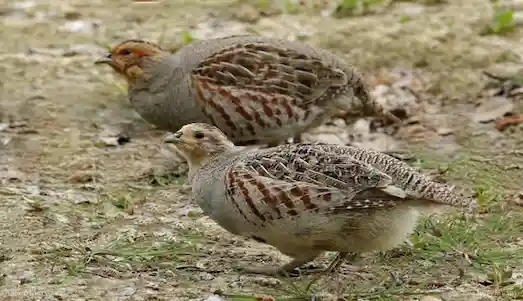 Çil Keklik - Özellikleri ve Ekosisteme Katkısı 2 Çil Keklik Doğal ortamında