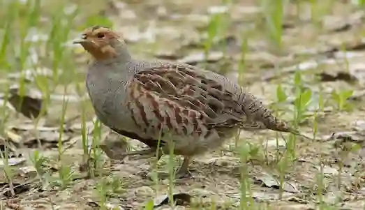 Çil Keklik - Özellikleri ve Ekosisteme Katkısı 1 Çil Keklik doğal yaşam alanında