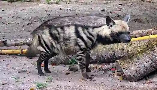Çizgili Sırtlan Kayalık ve ormanlık alanlarda tek başına veya çift hâlinde hareket eden Türkiye çizgili sırtlanı (Hyaena hyaena).