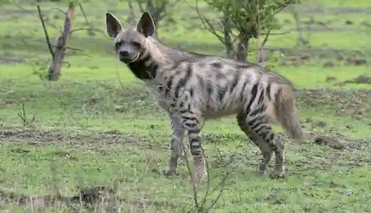 Çizgili Sırtlan Türkiye’de dağlık ve ormanlık alanlarda yaşayan çizgili sırtlan (Hyaena hyaena) doğal ortamında görülüyor.