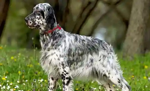 İngiliz Setter Av Köpeği av köpeği karakter özellikleri