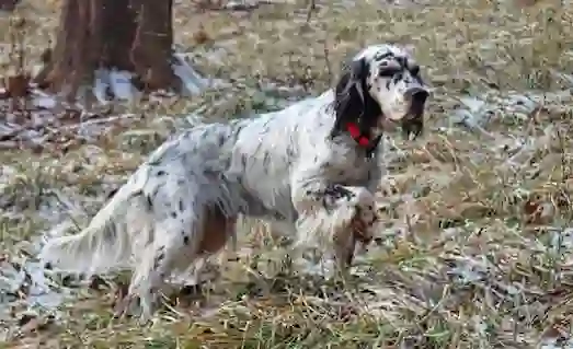 İngiliz Setter Av Köpeği kuş avında avı işaretliyor