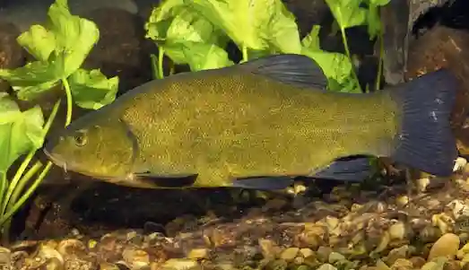 Kadife Balığı (Tinca tinca) Nerede Yaşar? 2 Kadife Balığı Üreme Döneminde