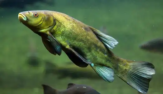 Kadife Balığı Tatlı suda yaşayan (Tinca tinca)