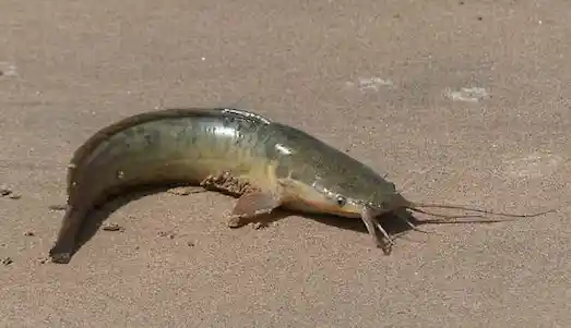 Karabalık (Clarias gariepinus) tatlı su yaşam alanı