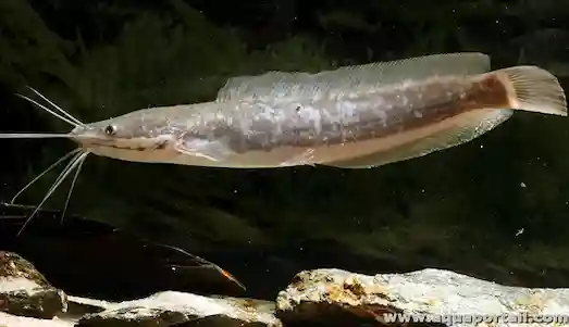 Karabalık Sekiz Bıyık Su Altında Yüzüyor
