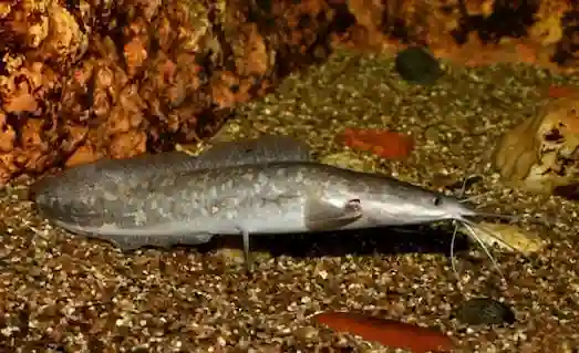 Karabalık Sekiz Bıyık (Clarias gariepinus)