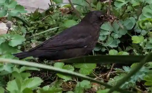 Karatavuk Nedir Beslenen karatavuk