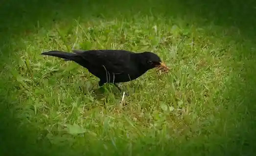 Karatavuk Nedir Doğada karatavuk (Turdus merula)