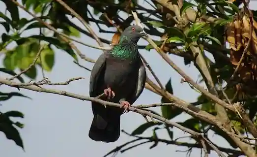 Kaya Güvercini Kayalık bir alanda duran (Columba livia)