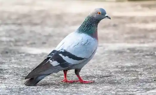 Kaya Güvercini tek başına beslenen (Columba livia)