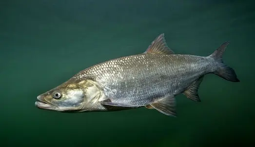 Koca Ağız Balığı balığının ağız ve gövde yapısı