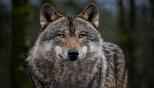 Kurt (Canis lupus) Dağlık ve ormanlık alanlarda avlanan sürü halinde hareket ediyor.