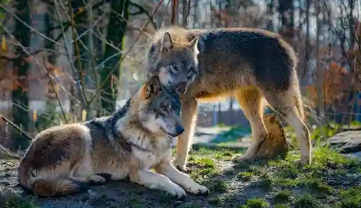 Kurt (Canis lupus) Türkiye’de dağlık ve ormanlık alanlarda yaşayan gri kurt doğal ortamında görülüyor.
