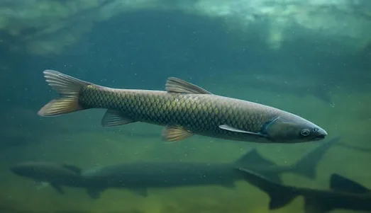 Ot Sazanı Ot sazanının vücut yapısını gösteren yakın çekim