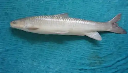 Şabut Balığı suyun dibinde zarif bir şekilde hareket ederek besin kaynaklarını bulmak için çevresini tarayan büyük bir sazan türüdür.