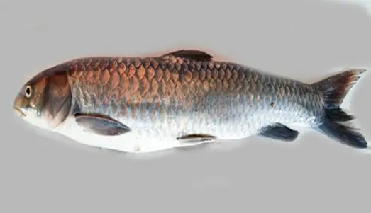 Şabut Balığı üreme döneminde taşlık zeminlere yumurtalarını bırakarak türünün devamlılığını sağlamak için uygun ortamlar yaratır.