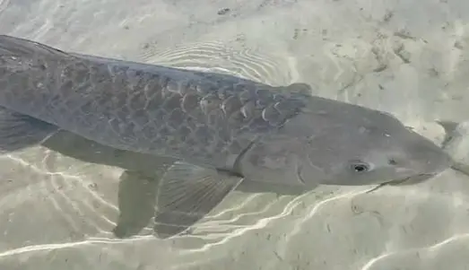 Şabut Balığı Arabibarbus grypus yan görünüm