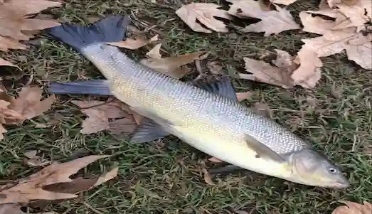 Siraz Balığı berrak suyun içinde zarif bir şekilde yüzerek çevresindeki doğal yaşamla uyum içinde hareket etmektedir