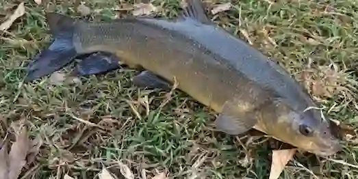 Siraz Balığı Tatlı suda yaşayan siraz balığı (Capoeta pestai)