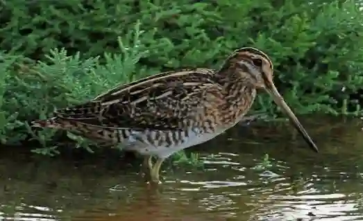 Su Çulluğu (Gallinago gallinago) Sulak alanda su çulluğu
