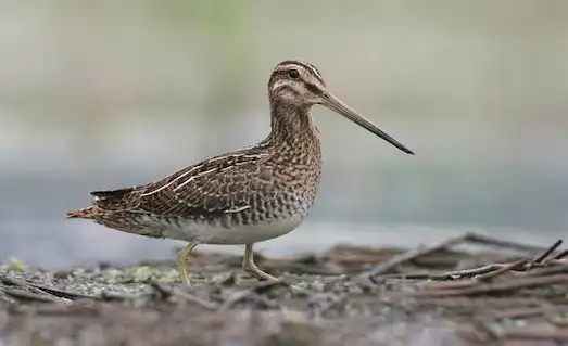 Su Çulluğu (Gallinago gallinago) Besleniyor