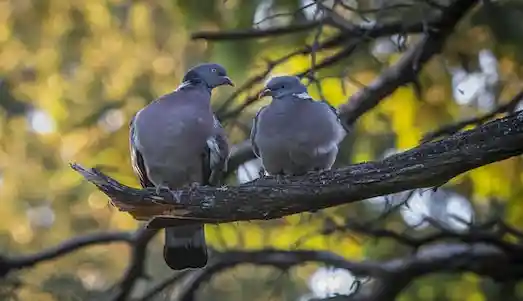 Tahtalı Güvercin Yakın plandan tahtalı güvercin baş yapısı