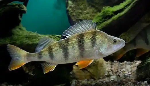 Tatlısu Levreği Perch: Yaşam Alanı Özellikleri 5 Tatlısu Levreği Perca fluviatilis Dikenli sırt yüzgecine sahip