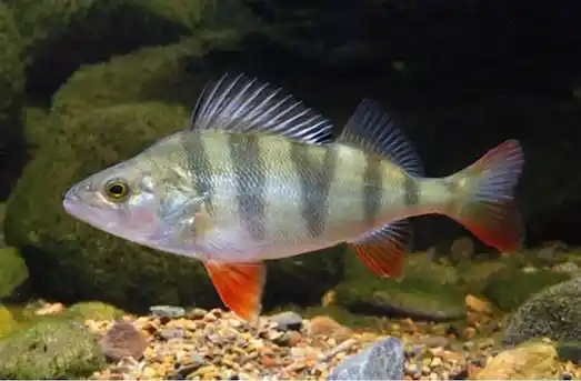 Tatlısu Levreği Perca fluviatilis gölde yüzerken