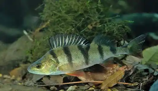 Tatlısu Levreği Perca fluviatilis Spin avında yakalanmış