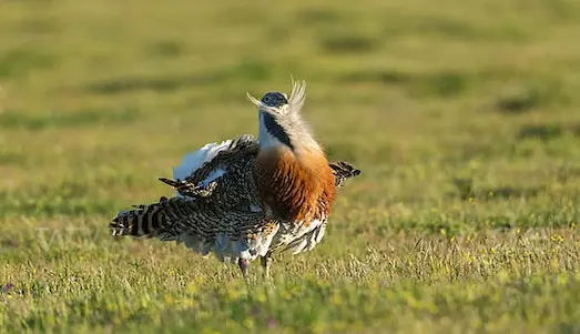 Toy Kuşu (Otis tarda) Hakkında Bilgiler 2 Toy Kuşu Türkiye’nin en büyük kuşu toy kuşu Otis tarda