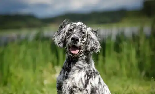 İngiliz Setter Av Köpeği açık arazide çalışıyor