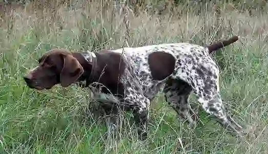 Alman Kısa Tüylü Pointer av sırasında