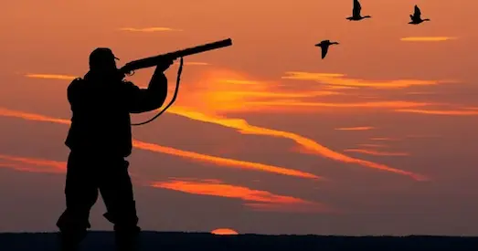 Avcılık Belgesi resimde avcı nişan alıyor