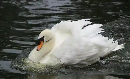 Kuğu (Cygnus) Nedir? Doğadaki Rolü ve Özelliği 1 Kuğu (Cygnus) uzun boyunlu kuğu doğal ortamında