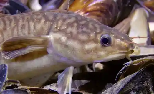 Gelincik Balığı Marmara ve Karadeniz’de taşlık diplerde yaşar