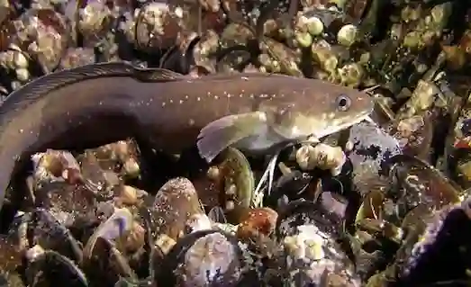 Gelincik Balığı avı için kullanılan sepet ağ ve yengeç yöntemi.