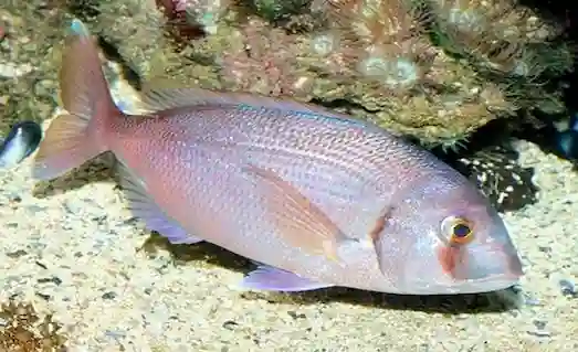 Mercan Balığı Lezzeti ve Özellikleriyle Tanıyın 1 Mercan balığı denizde doğal yaşam alanında