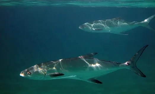 Akya: Denizlerin Güçlü ve Hızlı Yırtıcısı 4 Akya Denizde yüzen bu balığın, güçlü çene ve parlak gövdesi ile dikkat çekiyor