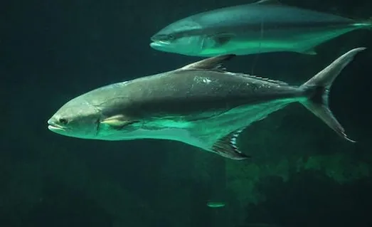 Akya: Denizlerin Güçlü ve Hızlı Yırtıcısı 2 Akya Kayalık diplerde yüzmekte olan Akya balığı