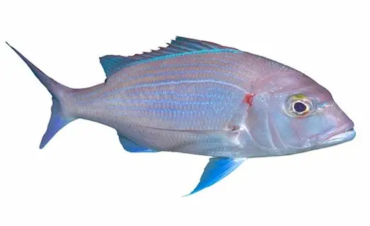 Trança Kayalık dipte yüzüyor