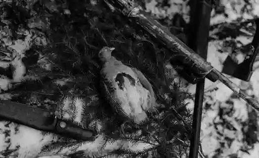 Resimde avcı tüfeği ve avladığı kuş