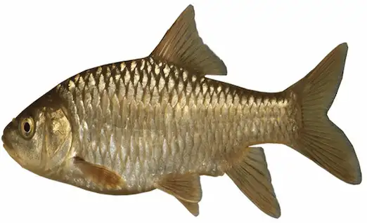 Bizir Balığı (Carasobarbus luteus) tatlı su habitatında yüzüyor.