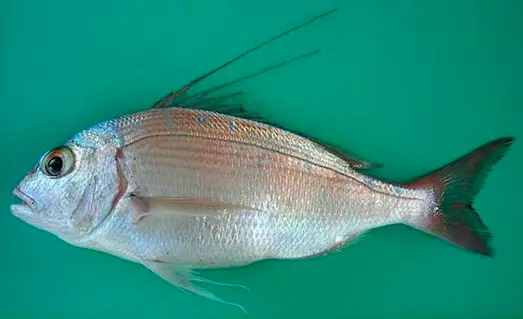 Trança balığının yakın plan detayı