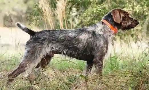Pointer Griffon’un tel tüylü yüz ve gövde detayı