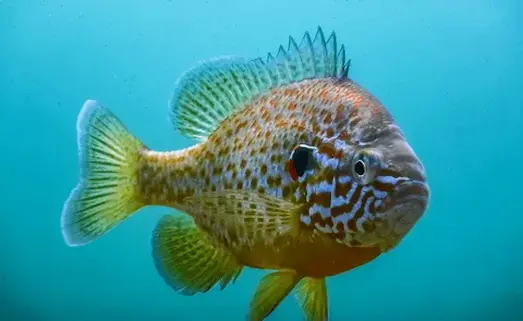 Güneş Levreği Lepomis gibbosus Renkli yapıya sahiptir