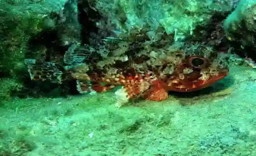 İskorpit Balığı Özellikleri ve Yaşam Alanı 2 İskorpit Balığı Zehirli dikenleri ve renkli desenleri görünen iskorpit balığı yakın plan görüntü.