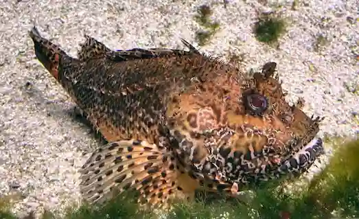 İskorpit Balığı Özellikleri ve Yaşam Alanı 1 İskorpit Balığı Saklanıp avlanma modunda