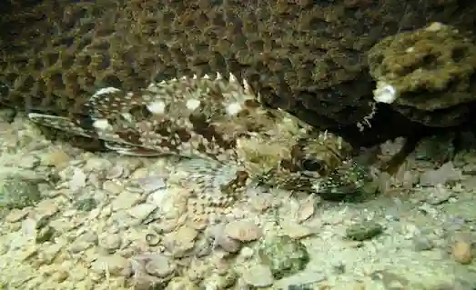 İskorpit Balığı Özellikleri ve Yaşam Alanı 3 İskorpit Kayalık zeminde kamufle olmuş iskorpit balığı yakın çekim.